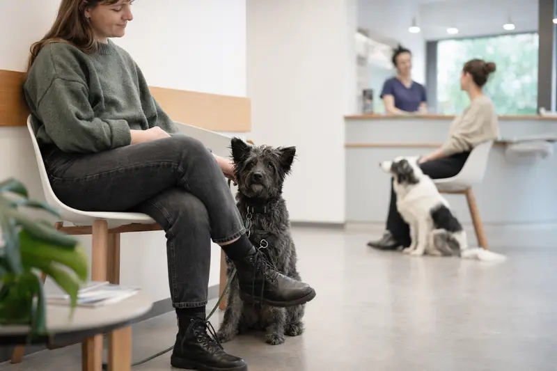 Ein Mudi Hund sitzt ruhig neben seinem Besitzer im hellen Wartezimmer einer modernen Tierarztpraxis.